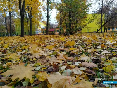 Яркие краски осени жизни |  | Воткинск - БезФормата