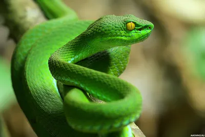 Змея с яркой зелёной окраской — Фото на аву