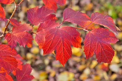 Осень - последние теплые дни и яркие краски осени» — создано в Шедевруме