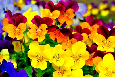 Красивые яркие цветы - красивые фото