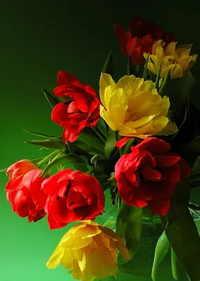 Красочные и яркие цветы весенним утром - обои на телефон