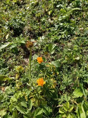 Жители Алтая заметили яркие весенние цветы в конце сентября - Толк  