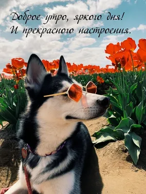 Доброе утро друзья !🥰💖🌷 Яркого и …» — создано в Шедевруме