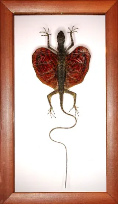 Ящерица дракон хамелеон индокитайская лесная ящерица индокитайский кровосос  цифровое искусство | Премиум Фото