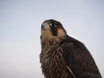 Ястреб-перепелятник Accipiter nisus | Куршская Коса - национальный парк