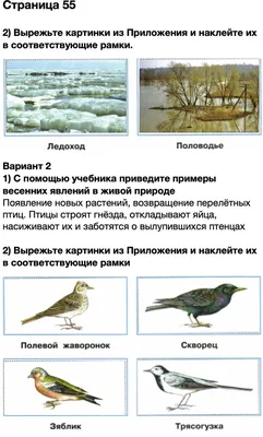 Рисунок живой и неживой природы - 79 фото