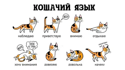 Язык котов 55 картинок