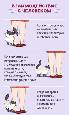 Дословно. 1 часть язык котов с …» — создано в Шедевруме