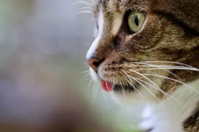 Как понимать кошачьий язык | Лакшери-Котакшери | Дзен