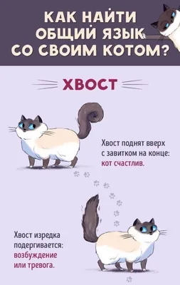 Ответы мудрого кота — купить книги на русском языке в Book City