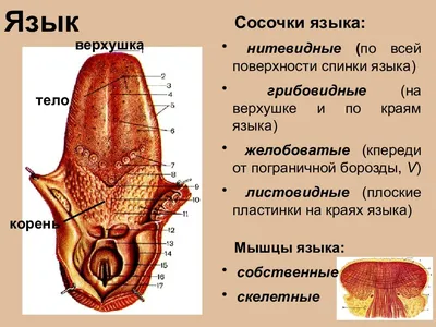 Опухает язык - возможные причины и что делать