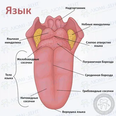 картинка с высунутым языком, язык, вне фон картинки и Фото для бесплатной  загрузки