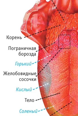 Красные точки на языке | Новости Аркада-Мед