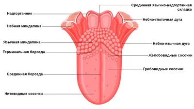 Язык человека: что это, где находится, как выглядит и работает, почему  может болеть