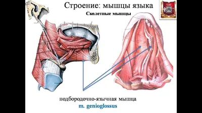 Строение языка человека - Анатомия