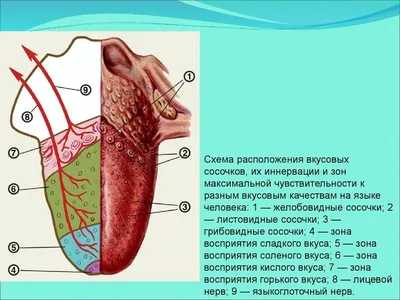 Положение и влияние языка. Блог Лого-Эксперт