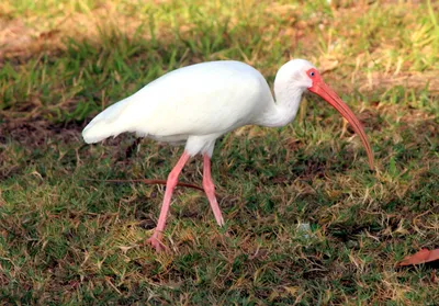 Священный/Мадагаскарский ибис - eBird