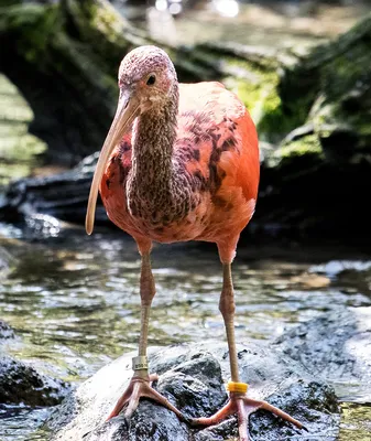Красная птица с длинным клювом - 69 фото