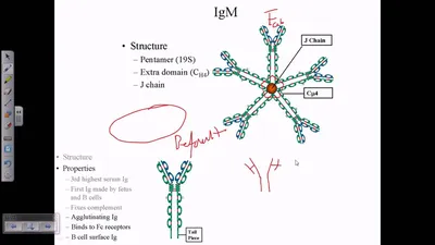 Immunoglobulin D - Wikipedia