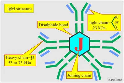 Antibodies IgM Pentamer Sticker – Cell Cartoons