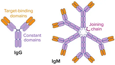 Cell-Line Development for Expressing IgM Antibodies - BioProcess  InternationalBioProcess International