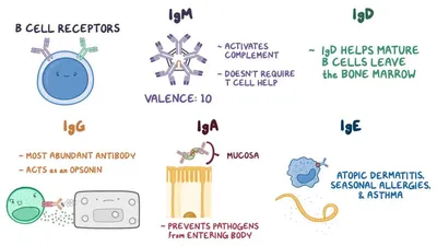 Insights into IgM-mediated complement activation based on in situ  structures of IgM-C1-C4b | PNAS