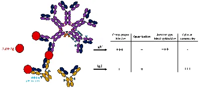 Measurement of Pre-Existing IgG and IgM Antibodies against Polyethylene  Glycol in Healthy Individuals | Analytical Chemistry