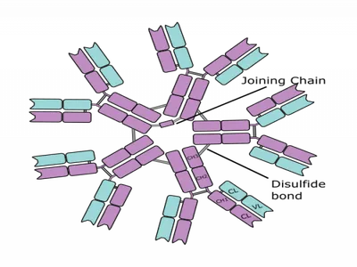 anti-Immunoglobulin M (IgM) secondary antibodies