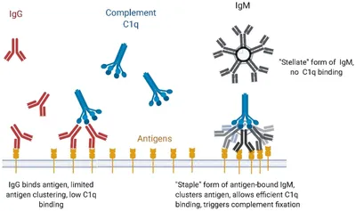 IgM Antibodies: Structure, Properties, and Functions • Microbe Online