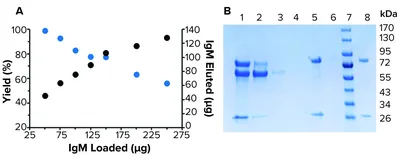 IgM+ and IgM– memory B cells represent heterogeneous populations capable of  producing class‐switched antibodies and germinal center B cells upon  rechallenge with P. yoelii - Brown - 2022 - Journal of Leukocyte