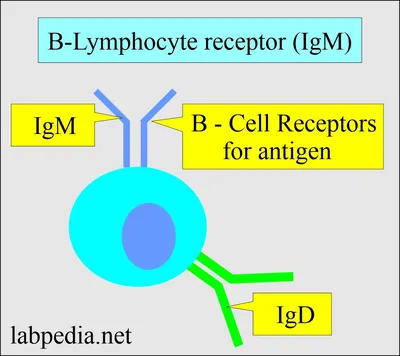 Immunoglobulins - IgM - Servier Medical Art