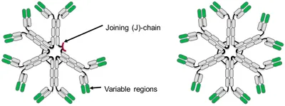 Antibodies | Free Full-Text | Structure, Function, and Therapeutic Use of  IgM Antibodies