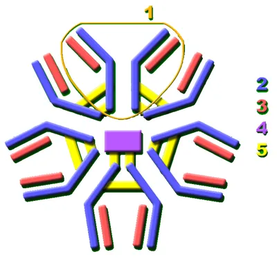 Subjects who developed SARS-CoV-2 specific IgM after vaccination show a  longer humoral immunity and a lower frequency of infection - eBioMedicine