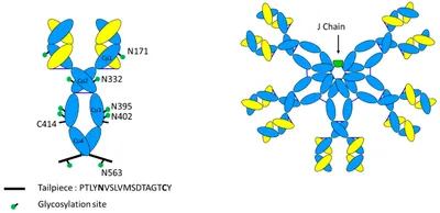 The Hyper IgM Syndrome—An Evolving Story | Pediatric Research