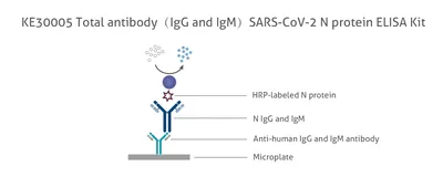 69504 Diagnostic Pathology - IgM IgG antibodies 