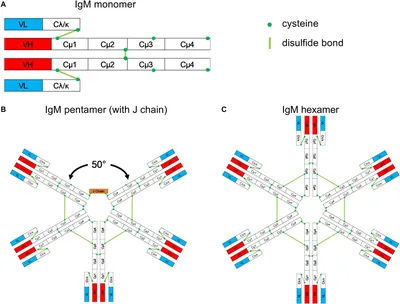 Immunoglobulin M Antibody - an overview | ScienceDirect Topics