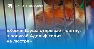 Хомяк Шуша открывает клетку, а попугай Адольф сидит на люстре» - 