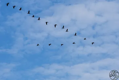 Массовый перелет гусей заметили в Ленинградской области - 