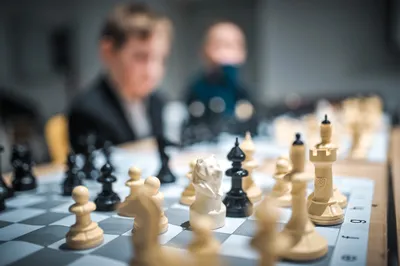 Медвежьи шахматы: история создания игры и новый бренд Твери - ТИА
