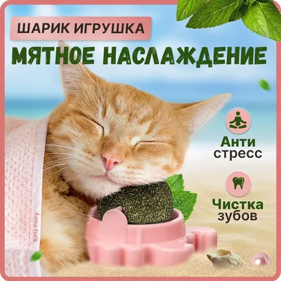 Игрушки для кошек интерактивные с мятой PatL 28102399 купить за 229 ₽ в  интернет-магазине Wildberries