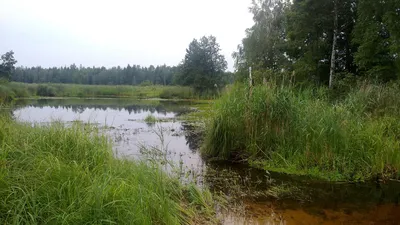 Обои лето, цветы, июль картинки на рабочий стол, раздел цветы - скачать