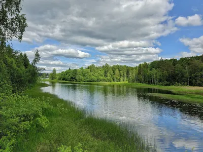 Новгородская область. Июнь 2021 | Пикабу