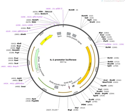 Frontiers | The application of Interleukin-2 family cytokines in tumor  immunotherapy research