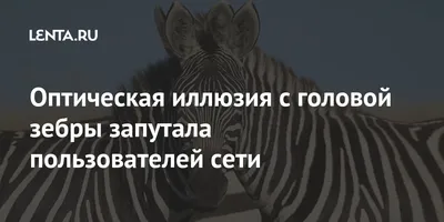 Соцсети напугала «жуткая» оптическая иллюзия с собакой - Газета.Ru | Новости