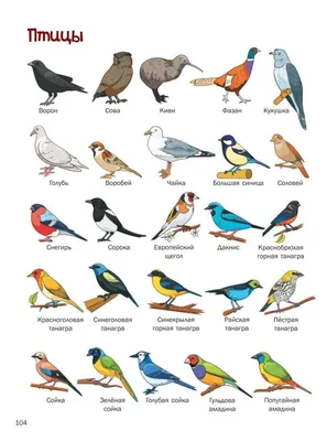 Имена птиц картинки
