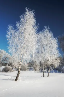 Иней на деревьях предвещает тепло | Вслух.ru