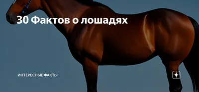 30 Фактов о лошадях | Интересные факты | Дзен