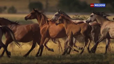 10 интересных фактов о лошадях