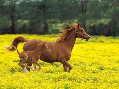 Тракененская лошадь - Интересные факты о породе лошадей | Порода лошадей  Тракененская лошадь - YouTube