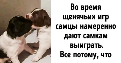 11 интересных фактов о собаках, которые будет полезно узнать всем хозяевам  / Зона комфорта